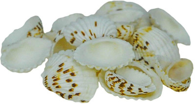 

AVMART Sea Shells for Home Decor, Aquarium, Pack of 3 (300 Gms)