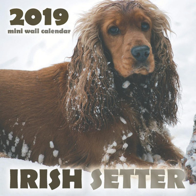 irish setter 83901