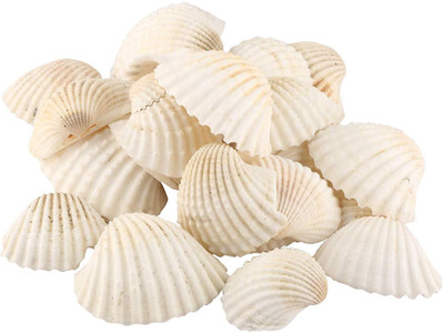 

Artfinesse Artificials White Sea Shells For Fish Tank , Aquarium,Ornaments,Home Decor,Etc.