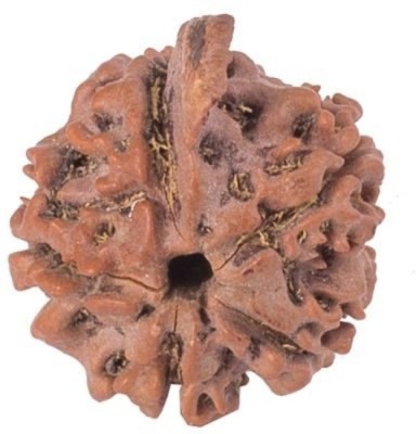 Pandit NM Shrimali 5 Mukhi Rudraksha Wood Pendant