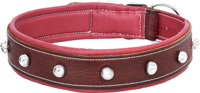 

PETSTAR Dog Everyday Collar(, Brown