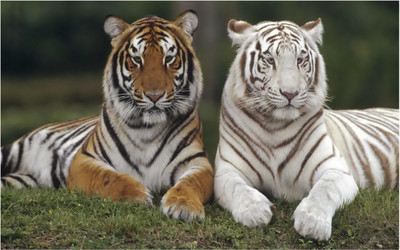 HK Prints 45 cm Roar Tiger sticker - Tiger stickers - Tiger sticker for room - tiger - Tiger wall stickers Self Adhesive Sticker(Pack of 1)