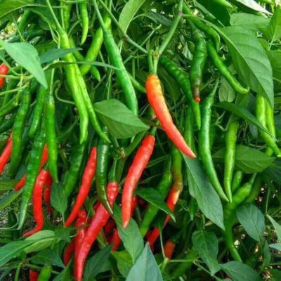 Sauran Gardening Green/RED Chilli Long Seeds Pack Seed(1 per packet)