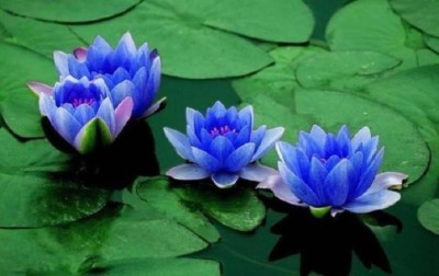 ROSEMERC IMPORTED BEAUTIFULL BLUE LOTUS (30 PER PACKET) Seed(30 per packet)