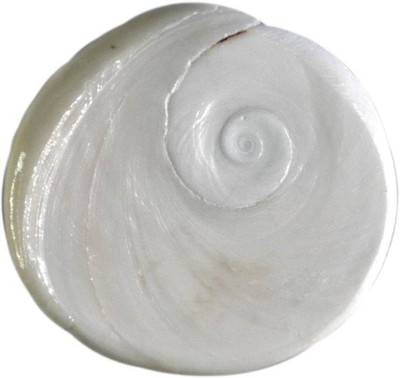 PMW Original Gomati Chakra Energized - Big Size - 3.5 Cm x 4 Cm Approx - Rare Stoneware Yantra