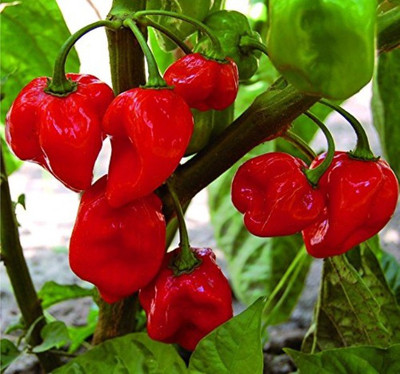 ROSEMERC red hot chilli (100 per packet) Seed(30 per packet)