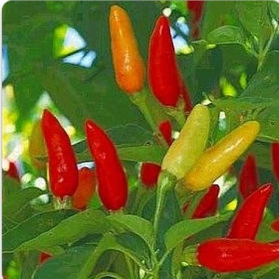 Antier F1 HYBRID HOT CHILLI PEPPER OS - 12 SEED (PACK OF 30 SEED X 5 PER PKTS) 5 PACKET OF F1 HYBRID HOT CHILLI PEPPER OS - 12 Seed(150 per packet)