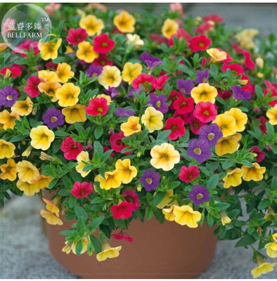 OhhSome Seeds Petunia Nana Seed(1 per packet)