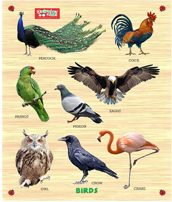 

Webby Premium Wooden Birds Educational Puzzle Toy(9 Pieces)