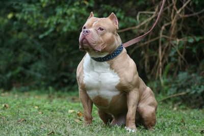 

Akhuratha Pitbull Fine Quality Wall Poster Paper Print(12 inch X 18 inch, Rolled)