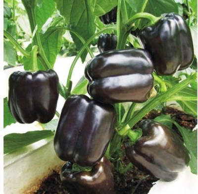 Antier BELL PEPPER PURPLE BLACK SEED (PACK OF 30 SEED X 9 PER PKTS) 9 PACKET OF BELL PEPPER PURPLE BLACK Seed(270 per packet)