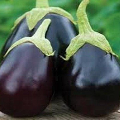 Airex F1 BRINJAL CRYPTON KRANTI SEED (PACK OF 30 SEED X 9 PER PKTS) 9 PACKET OF F1 BRINJAL CRYPTON KRANTI Seed(270 per packet)
