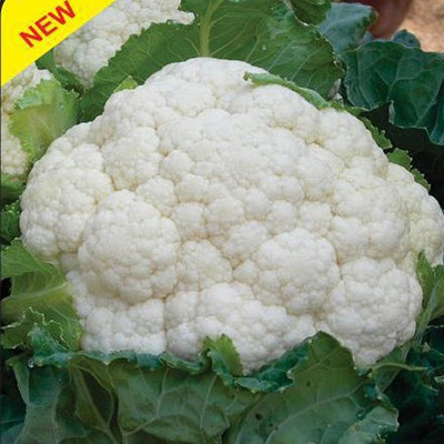Airex CAULIFLOWER HIM DAKSH - 65 SEED (PACK OF 30 SEED X 2 PER PKTS) 2 PACKET OF CAULIFLOWER HIM DAKSH - 65 Seed(60 per packet)