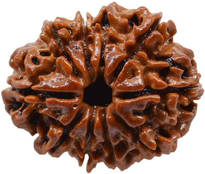 Vimsan 10 Mukhi - Ten Face - Rudraksha Original NEPAL Certified 21.35mm | Ten Face Rudraksh Bead Wood Locket