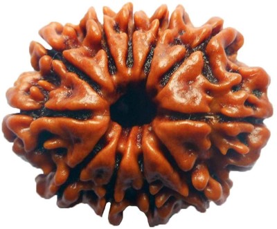 Vimsan 11 Mukhi Rudraksha Original NEPAL Certified 20.21mm | Eleven Face Rudraksh Bead Wood Locket