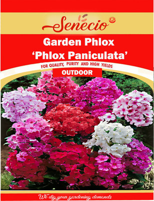 SENECIO® Garden Mixed 'Phlox Paniculata' Seed(12 per packet)