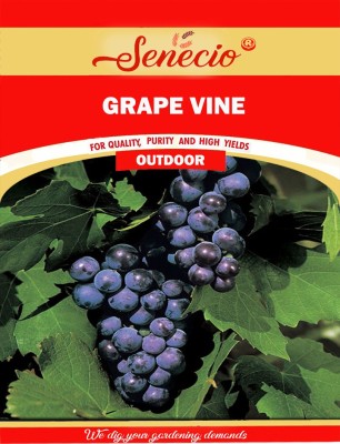 SENECIO® Grape Vine Seed(30 per packet)