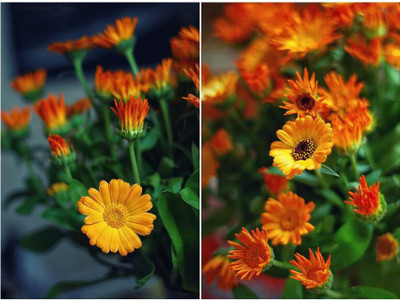 OhhSome Calendula-Fiesta Gitana Mixed Hybrid Air Purifying Plant Seeds Garden Plant Seeds Seed(20 per packet)