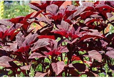 OhhSome Red Spinach Amaranthus Lal Saag Seeds F1 Vegetable Seeds Seed(1000 per packet)