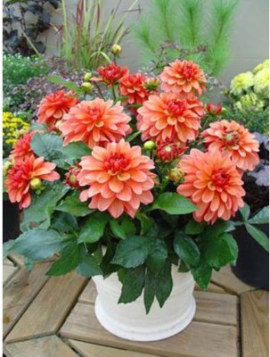 OhhSome Giant Dahlia Seeds Flowered Bright Flower Seeds Hybrid Imported Seed Packet Home Garden Plant Seeds Eco Pack Garden Plant Seeds Seed(20 per packet)