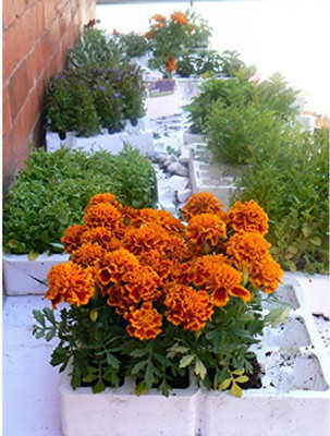 OhhSome Marigold Seeds Seed(100 per packet)