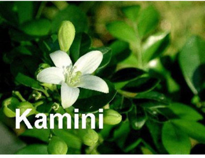 OhhSome Evergreen Shrub Kamini Kusum Jasmine 10 Tree Seeds Seed(10 per packet)
