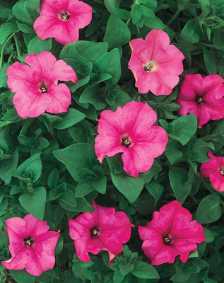 OhhSome Petunia Double Mixed Pink Packet Seeds Garden Plant Seeds Seed(20 per packet)