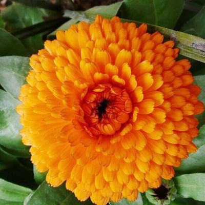 OhhSome English Marigold Hybrid Seeds Seed(1 per packet)