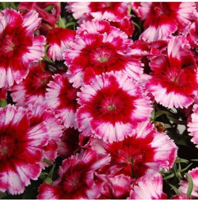 OhhSome Dianthus Lemon Fizz Flower Seeds For India Seeds For Plants Balcony Home Garden Plant Seeds Eco Pack Garden Plant Seeds Seed(20 per packet)