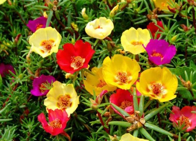 OhhSome Portulaca Basket Flower Mixed -V1 Mix Flowering Plants Seeds Plants Seeds For Pots Garden Plant Seeds Seed(20 per packet)