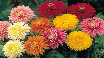clause Chrysanthemum Mixed Colour F1 Hybrid Seeds Good Germinetion (PLANTOGALLERY) 30seeds Seed(30 per packet)