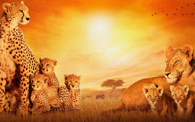 

Movie African Cats Lion Leopard HD Wallpaper Background Paper Print(12 inch X 18 inch, Rolled)