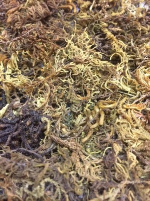 KOLKATA ORCHID ONLINE SPHAGNUM MOSS - BEST FOR ORCHID POTTING MEDIA - HIGH WATER HOLDING CAPACITY Potting Mixture(0.25 kg, Cake)