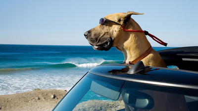 

Akhuratha Poster Movie Marmaduke HD Wallpaper Background Fine Art Print(12 inch X 18 inch, Rolled)