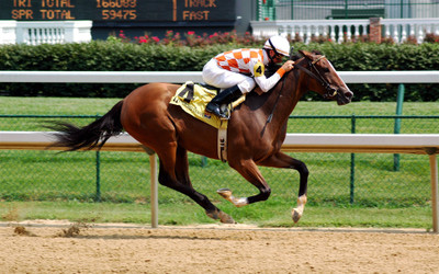 

Sports Horse Racing HD Wall Poster Paper Print(12 inch X 18 inch, Rolled)