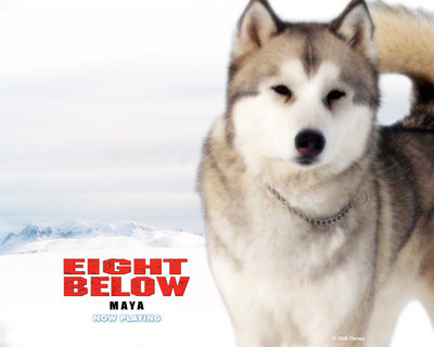 

Akhuratha Poster Movie Eight Below HD Wallpaper Background Fine Art Print(12 inch X 18 inch, Rolled)