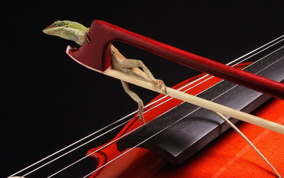 

Music Violin Animal Reptile Lizard Humor Wall Poster Fine Art Print(12 inch X 18 inch, Rolled)