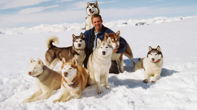 

Movie Eight Below HD Wallpaper Background Paper Print(12 inch X 18 inch, Rolled)