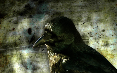 

Movie The Crow Raven Crow Bird HD Wallpaper Background Paper Print(12 inch X 18 inch, Rolled)