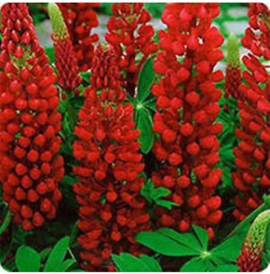 OhhSome Lupinus Polyphyllus Red Mix Seeds Lawn Path Home Garden Plant Seeds Eco Pack Garden Plant Seeds Seed(20 per packet)