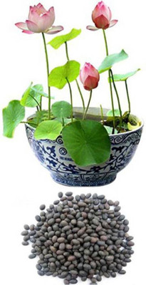 ROSEMERC LOTUS (20 PER PACKET) Seed(20 per packet)