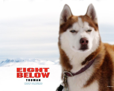 

Movie Eight Below HD Wallpaper Background Paper Print(12 inch X 18 inch, Rolled)