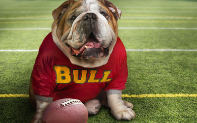 

Sports Georgia Bulldogs Football Dog Wall Poster Paper Print(12 inch X 18 inch, Rolled)