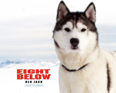 

Akhuratha Poster Movie Eight Below HD Wallpaper Background Fine Art Print(12 inch X 18 inch, Rolled)