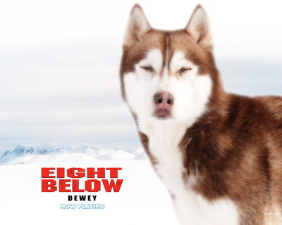 

Akhuratha Poster Movie Eight Below HD Wallpaper Background Fine Art Print(12 inch X 18 inch, Rolled)