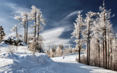 

Sports Snowboarding Sport Snow Tree Winter Wall Poster Paper Print(12 inch X 18 inch, Rolled)