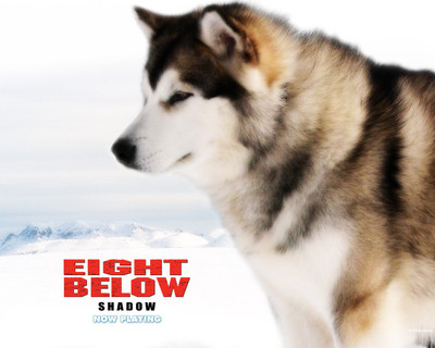 

Movie Eight Below HD Wallpaper Background Paper Print(12 inch X 18 inch, Rolled)
