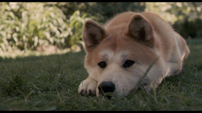 

Akhuratha Poster Movie Hachi: A Dog's Tale HD Wallpaper Background Fine Art Print(12 inch X 18 inch, Rolled)