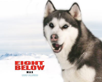 

Movie Eight Below HD Wallpaper Background Paper Print(12 inch X 18 inch, Rolled)