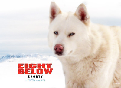 

Movie Eight Below HD Wallpaper Background Paper Print(12 inch X 18 inch, Rolled)